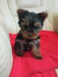 Yorkshire terrier