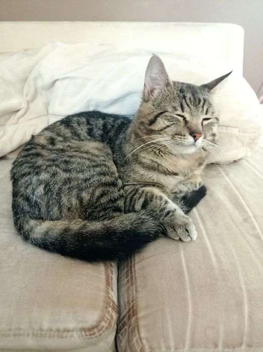 Oddam kotka w dobre ręce (samiec)