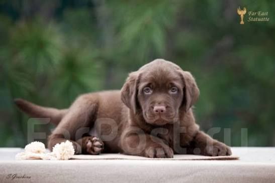 Лабрадор Ретривер щенки питомника с документами