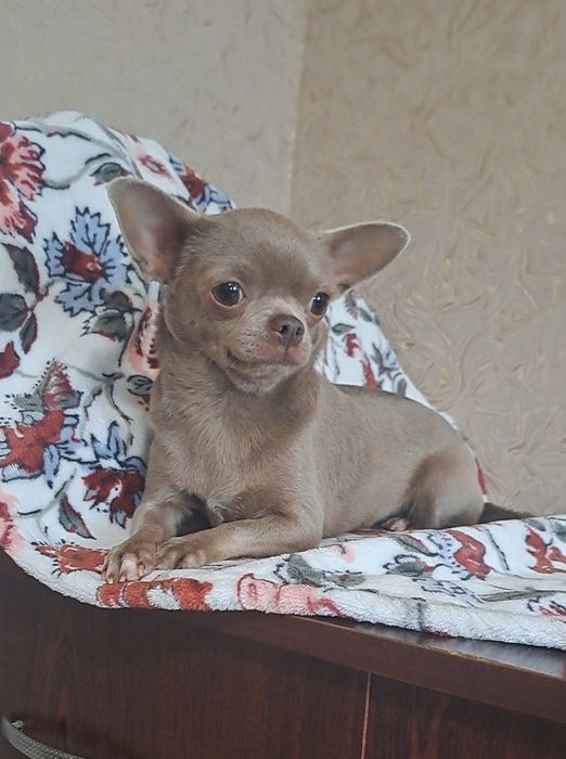 Лиловая девочка чихуахуа