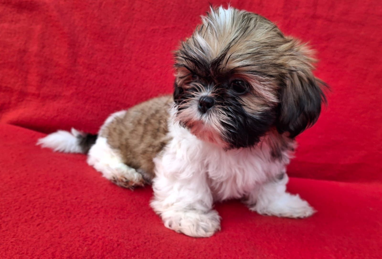 Piesek Shih-Tzu Gotowy do odbioru