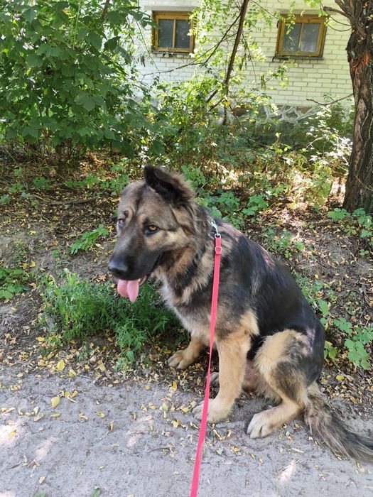 Cudowna, łagodna Greta szuka domu!