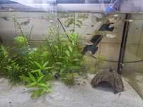 Guppy femea para venda