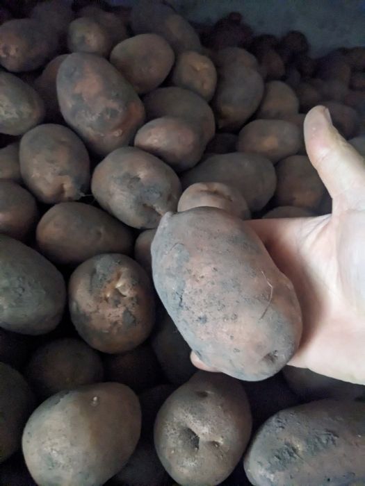 Картопля  сорт Белла Росса