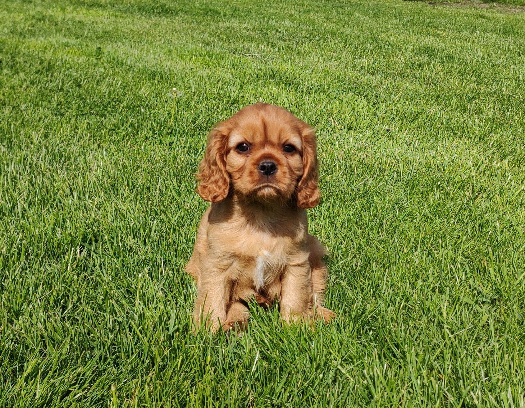Cavalier King Charles Spaniel suczka Ruby