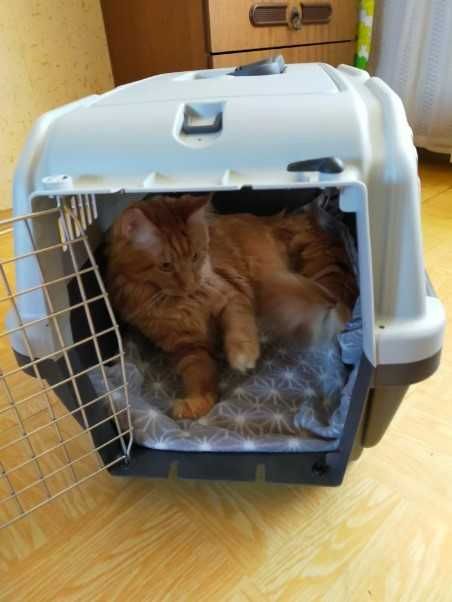 Переноска клетка SKUDO бокс авиа для собак размеры от №1,2,3,4,5,6,7