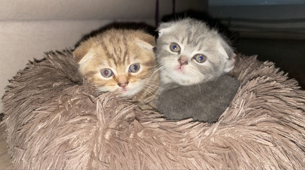 Готові до продажу дуже гарні кошенята Scottish fold