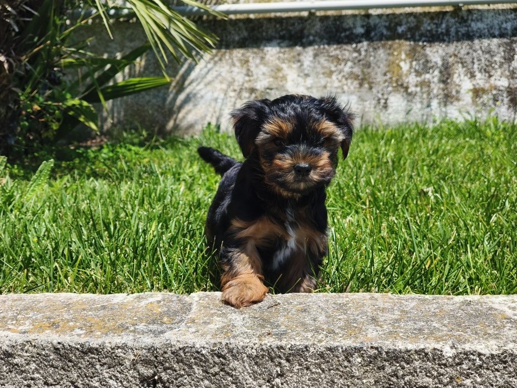 Yorkshire Terrier machinho