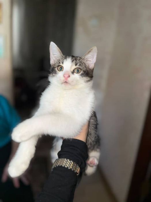 Кошенята шукають дім