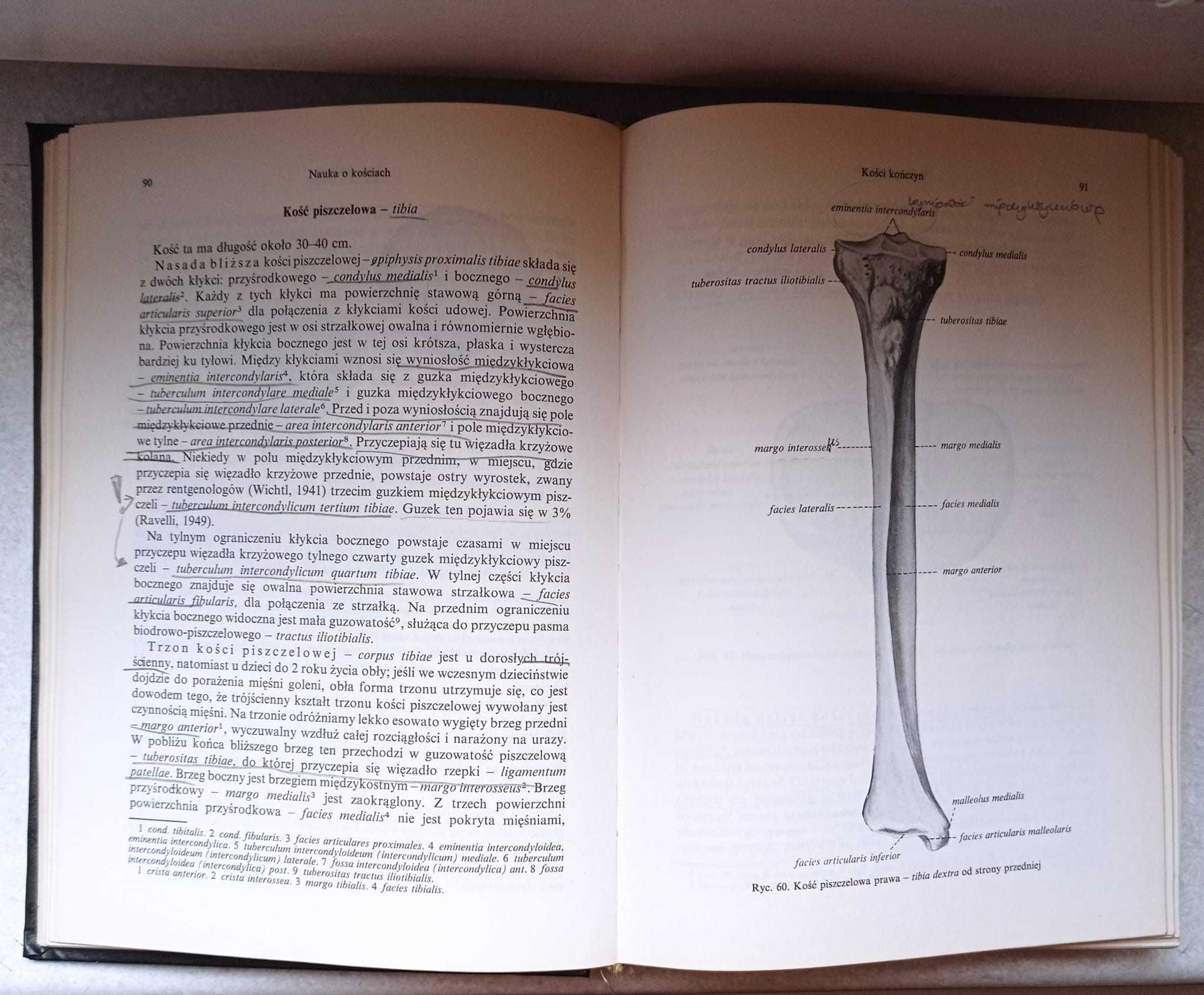 Anatomia Prawidłowa Człowieka Tom I Tadeusz Marciniak 1991