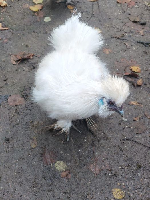 Kogut silka USA, silki, biały, z mają.