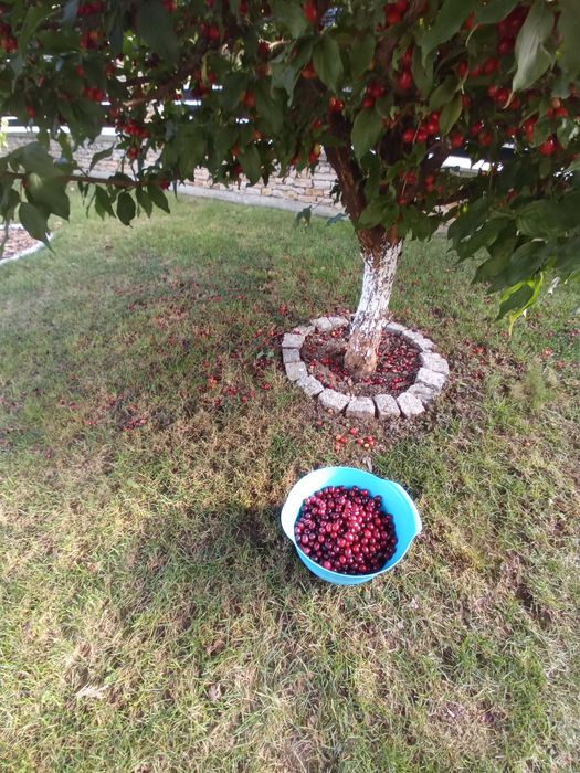 Owoce derenia, świeży dereń.