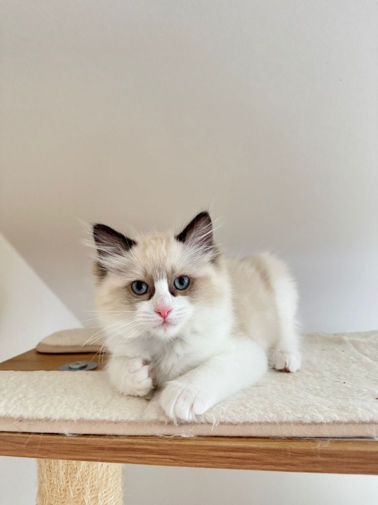 Kocurek Ragdoll - Gustavo