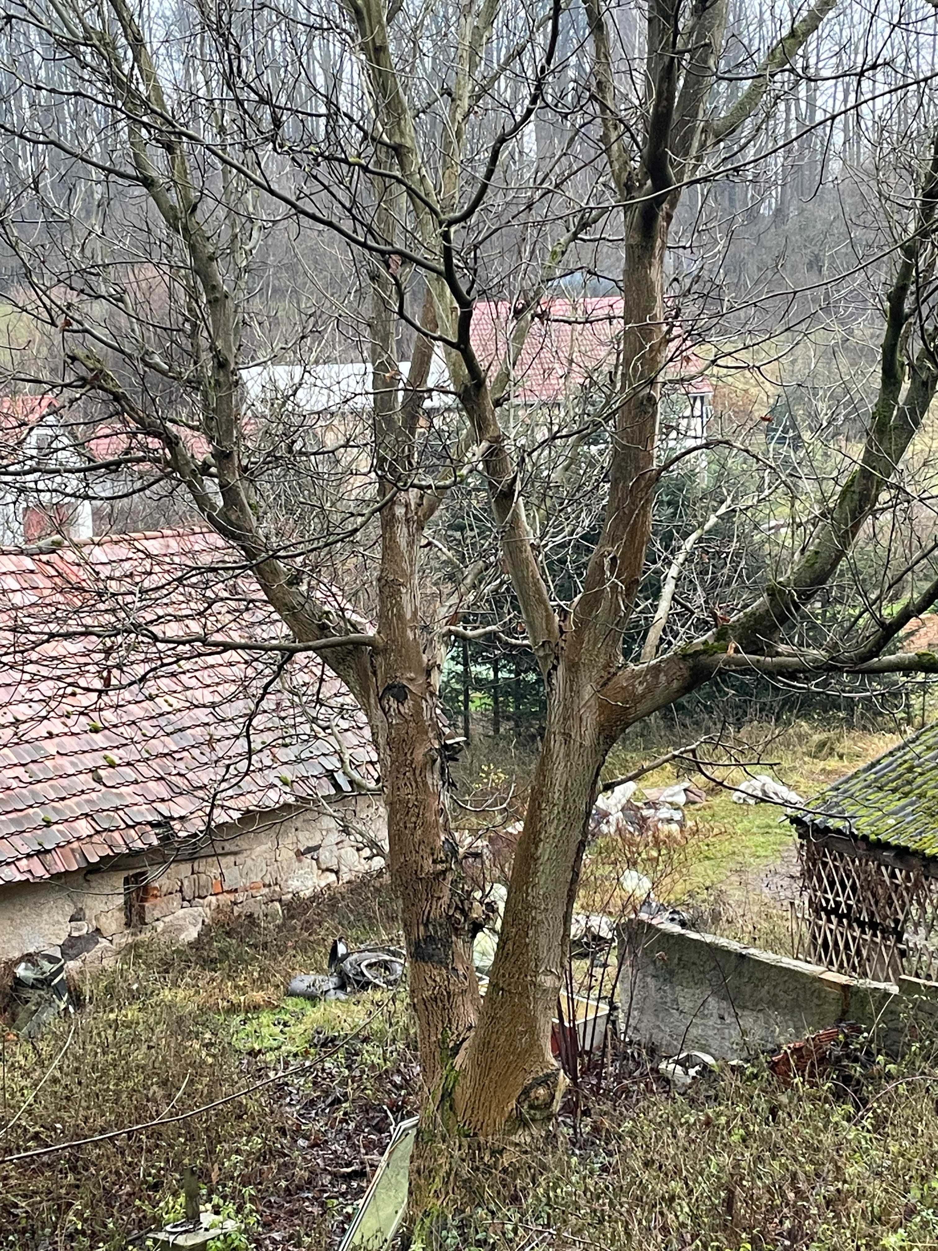 Drzewo, pień, konar orzecha włoskiego. Sprzedam orzech włoski