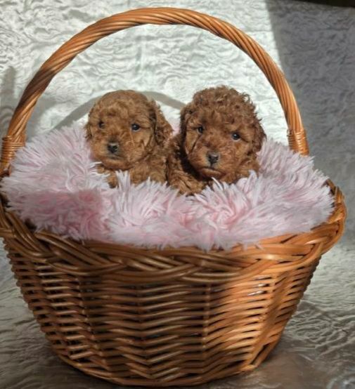 Suczka pudel toy Zkwp Fci