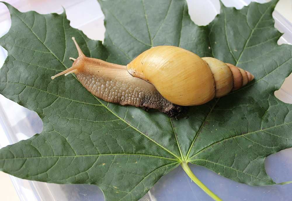 Улитки Ахатина Фулика Альбино Боди,