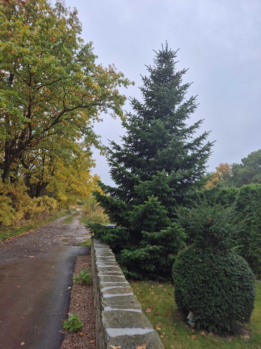 Wysokie drzewko Świąteczne jodła kaukask 8 m