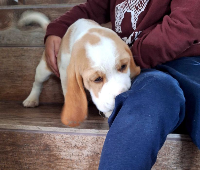 Piesek  Beagle Bicolor