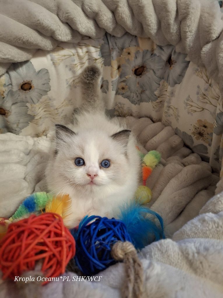 Koteczka Ragdoll rodowód wcf
