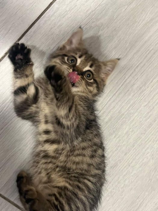 Котик кицька моллі