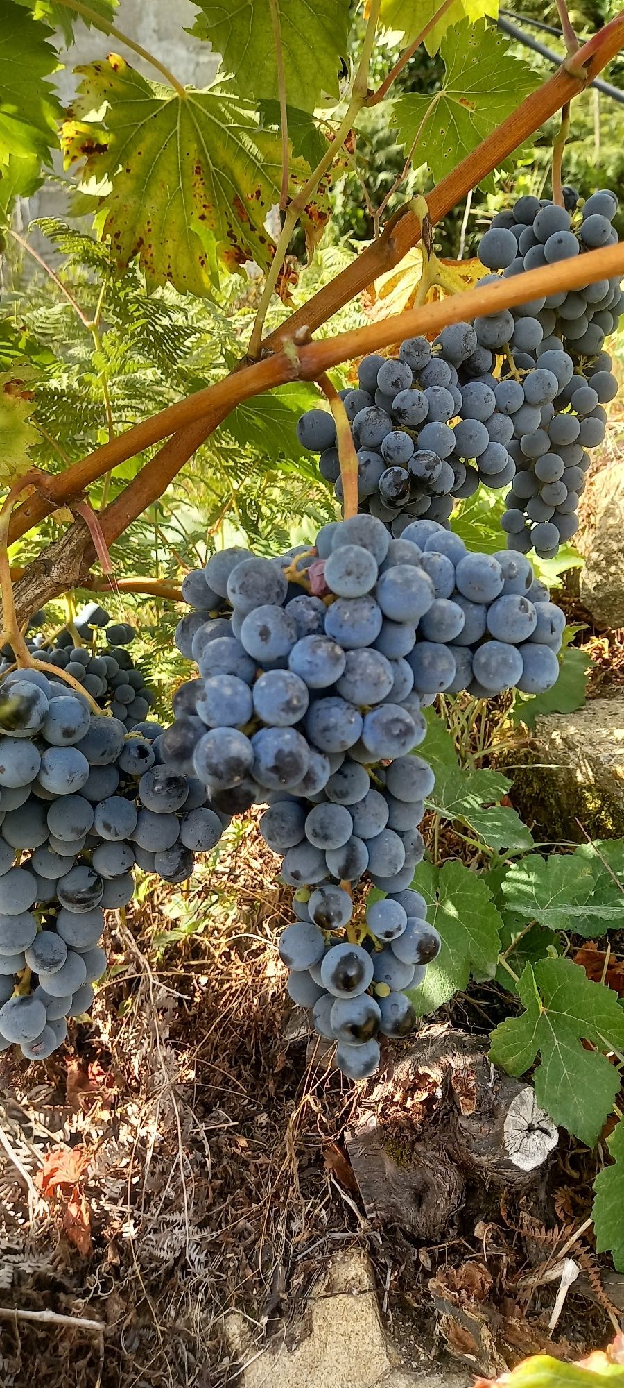 Uvas para venda de boa qualidade