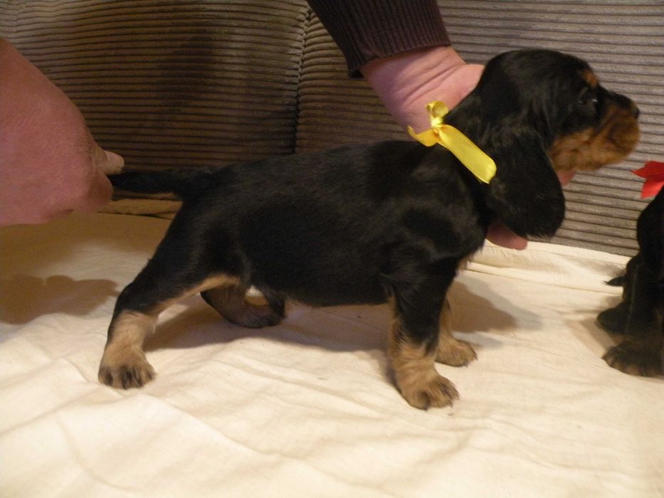 cocker spaniel angielski piesek