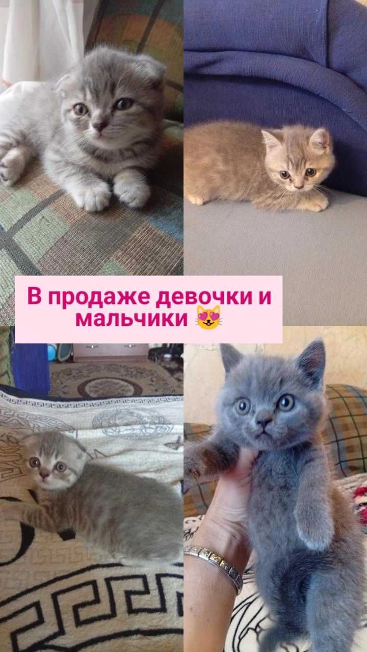 Чистая шотландская порода