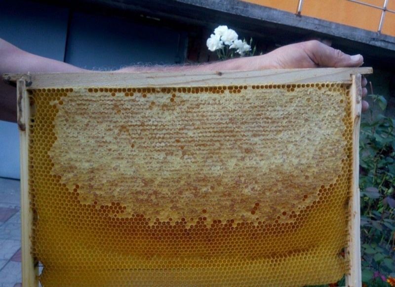 Бджолопакети Карпатка Карника