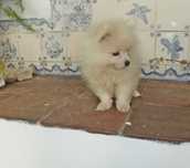 spitz alemão anão