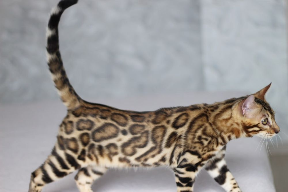 Бенгальський котик