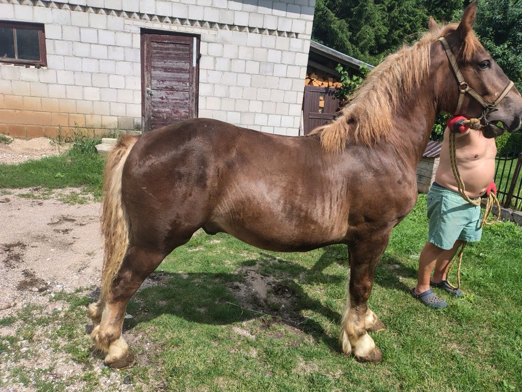 Ogierki zimnokrwiste, 14 miesięcy