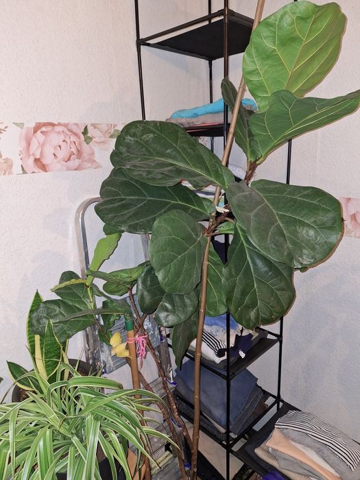 Fikus dębowy 200 cm