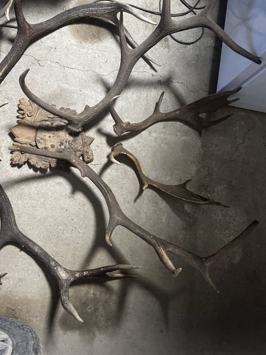 Продам роги оленя,цапа