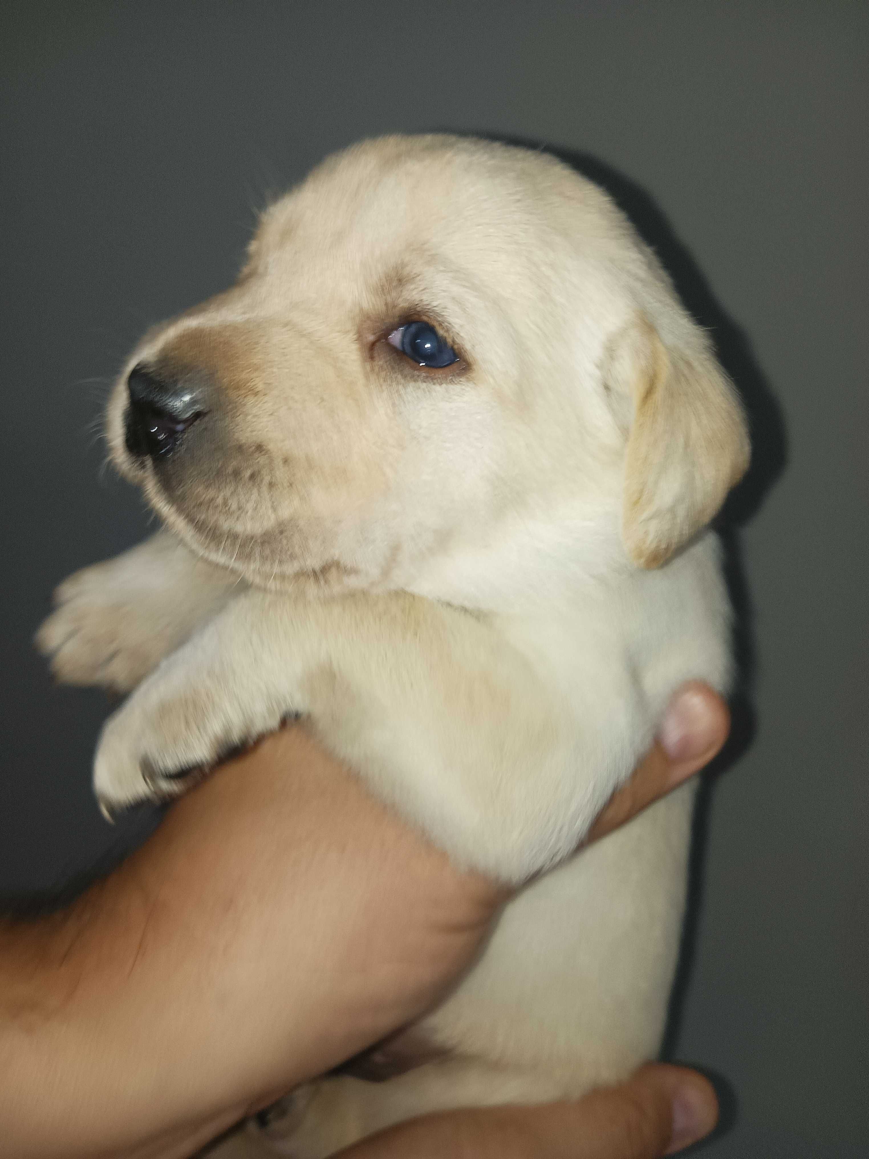 Labrador Retriever - biszkoptowe, rodzinno-domowe