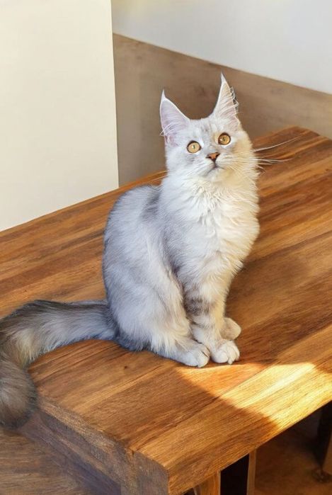 Cudowna Kotka Maine Coon srebrna pręgowana WHITNEY