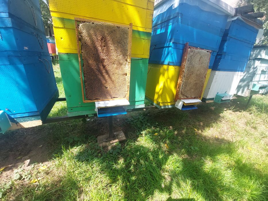 Мед липа та різнотрав'я