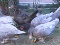 Jaja lęgowe kacze i kurze
