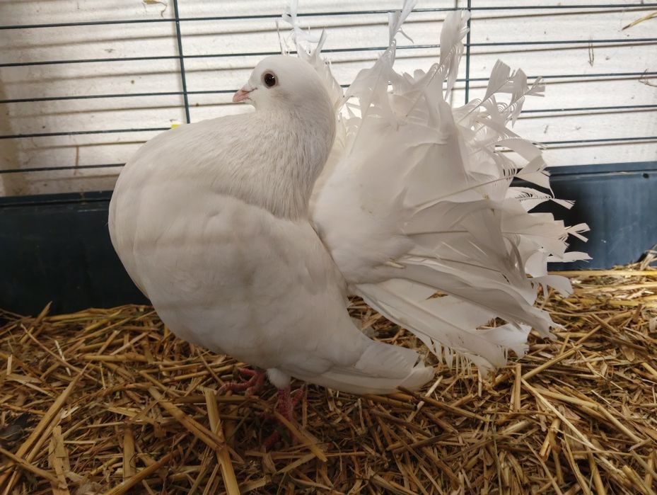 Gołębie ozdobne, pawiki