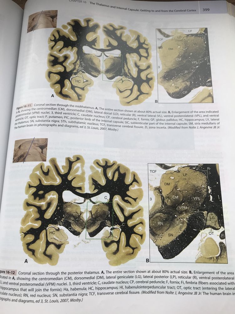 Livro De Neuroanatomia: John Nolte - The Human Brain (6th edition)