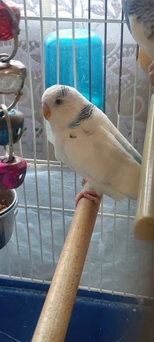 Młode papugi faliste