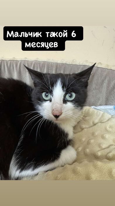 Разные котята бесплатно