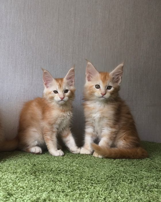 Мейн кун котята.