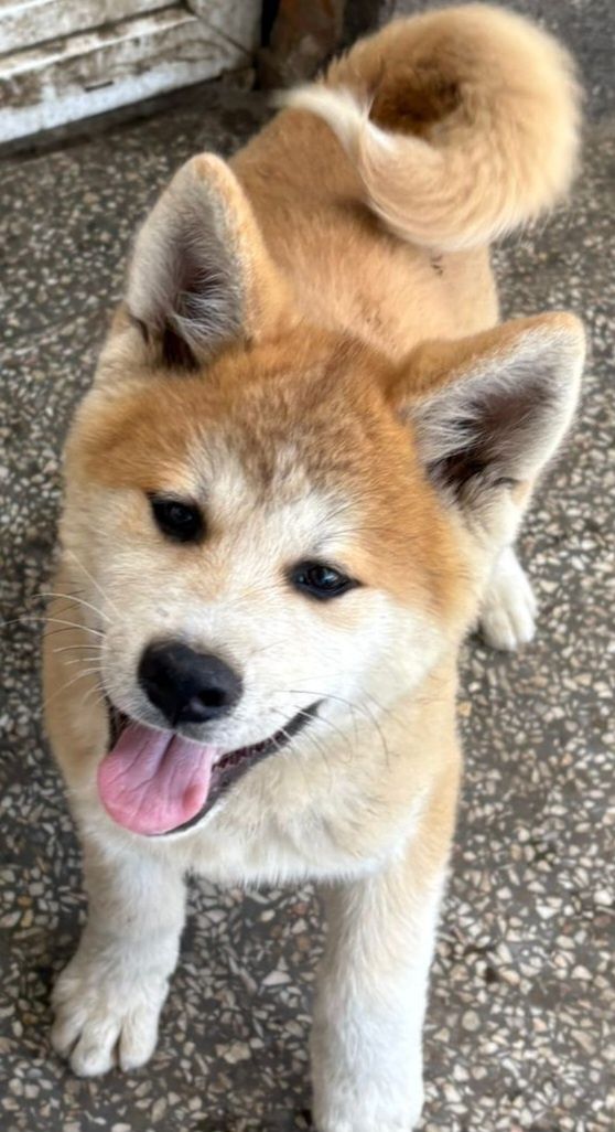Akita Japońska (Inu) samiec nr 3