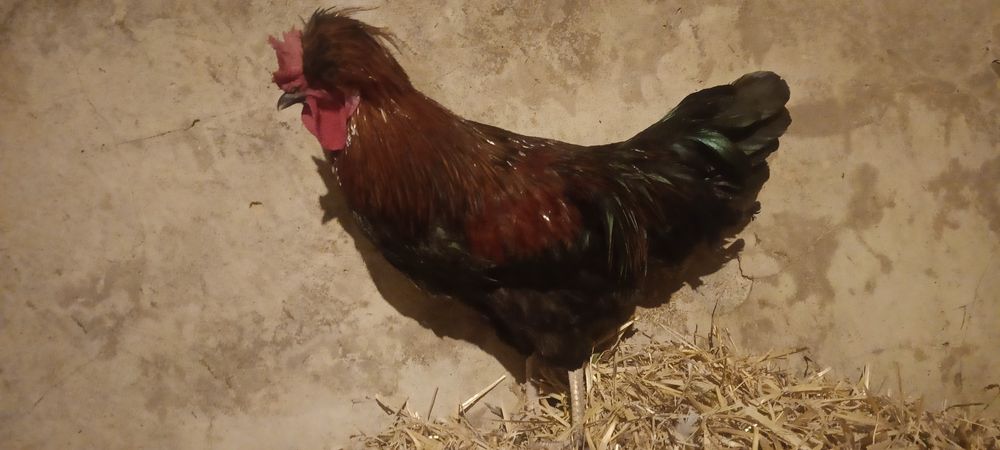 Młode kogut ozdobne