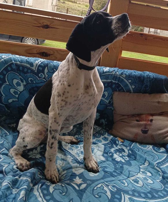 Pointer, piękna suczka- wyżeł angielski FCI