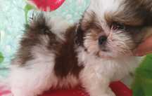Shih Tzu szczeniaczek z rodowodem  SWKIPR