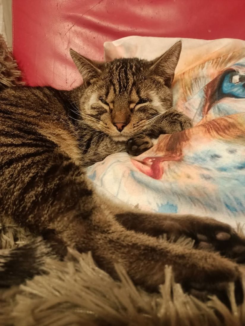 Kabu kotek szuka domu adopcja adoptuj kot kocur burasek bury