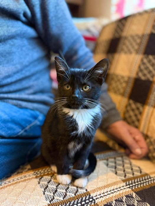 Malutka koteczka do adopcji