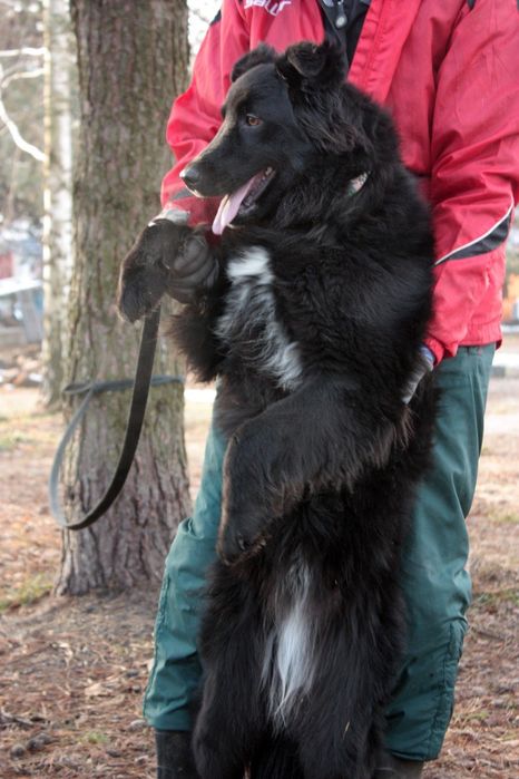 Красавица ищет дом и хозяина