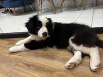 Border collie FCI suczka   linia show